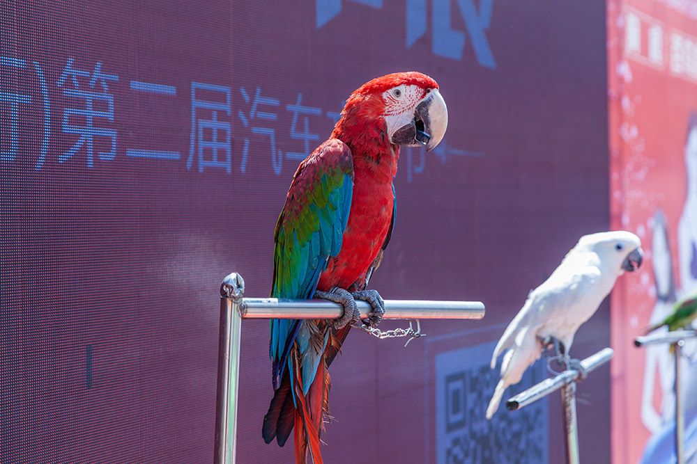 【車展第一天】遇到那個TA，放棄蘋果8......