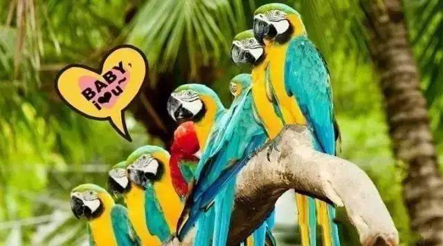 【915-918邵陽秋季車展倒計(jì)時(shí)7天】藝高鳥膽大，墻都不服，我就服niao！