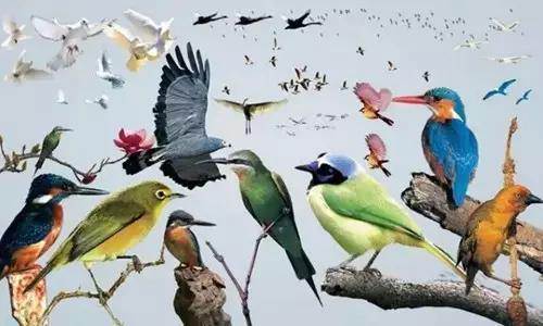 【915-918邵陽秋季車展倒計(jì)時(shí)4天】不想出門看人人人，那就改成看鳥鳥鳥！